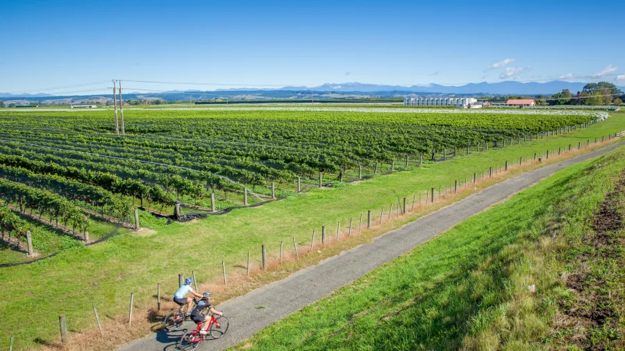 Cyclists ride past a vineyard on Tasman’s Great Taste Trail near a winery