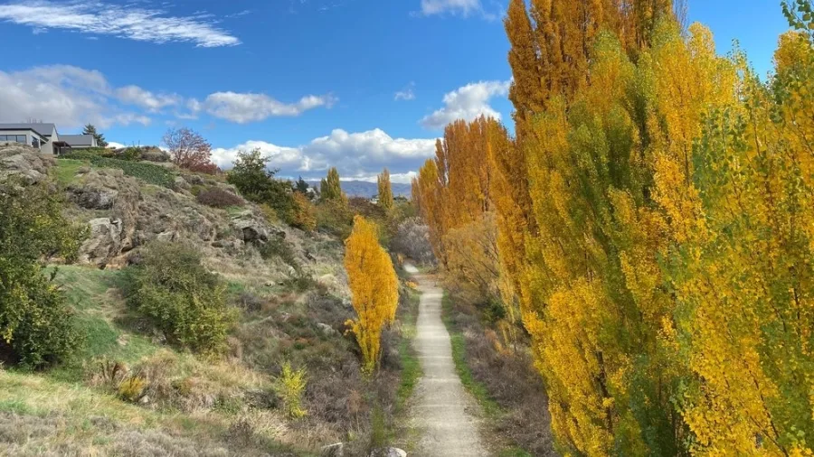 Tree-lined trail in Roxburgh during autumn with golden poplars and a blue sky
