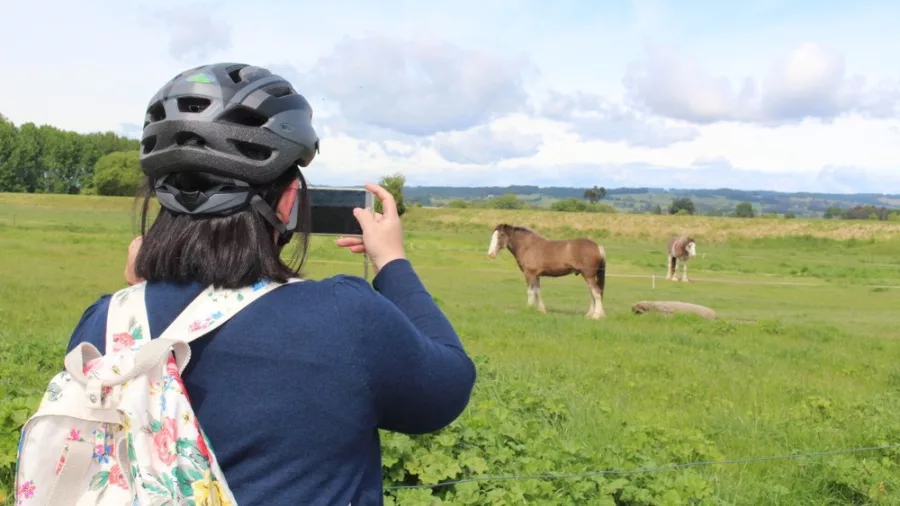 Cyclist taking a photo of horses in a grassy paddock on the Tunnel to Town ride with Kiwi Journeys