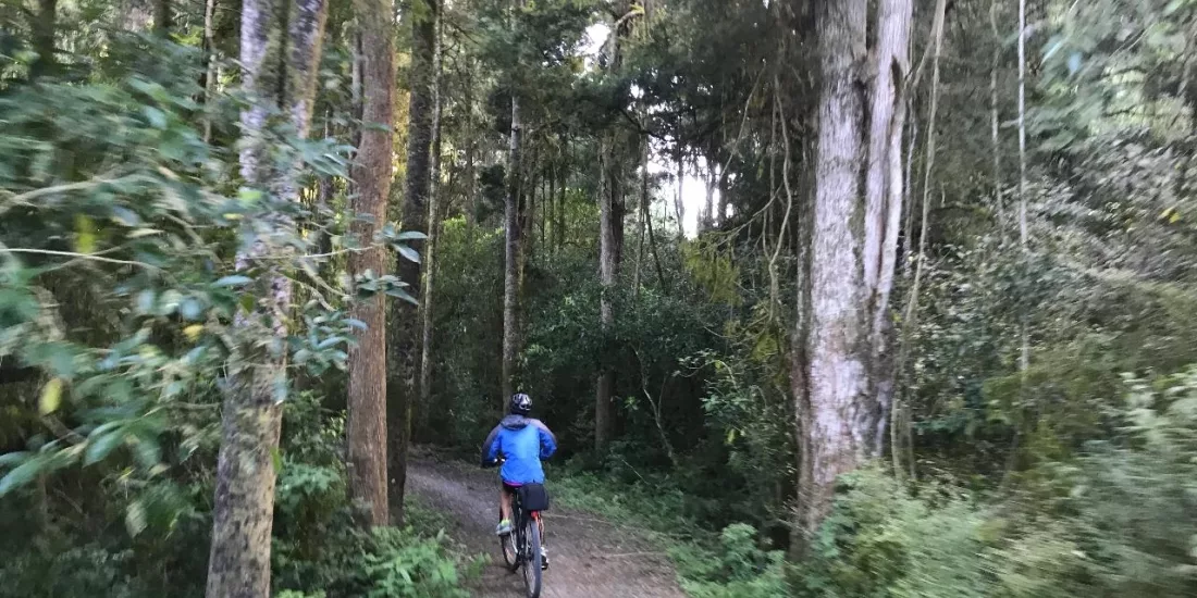 Cyclist in blue riding through native forest on the Mapua section of the Great Taste Trail