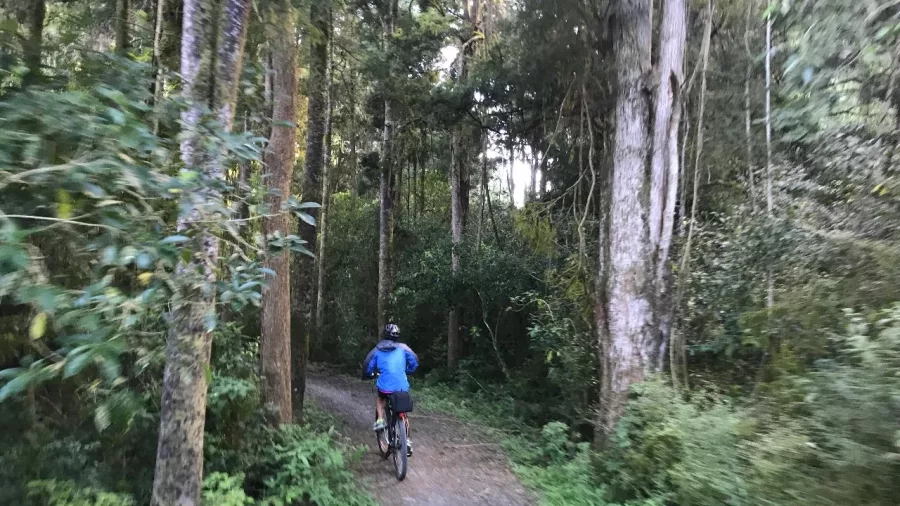 Cyclist in blue riding through native forest on the Mapua section of the Great Taste Trail