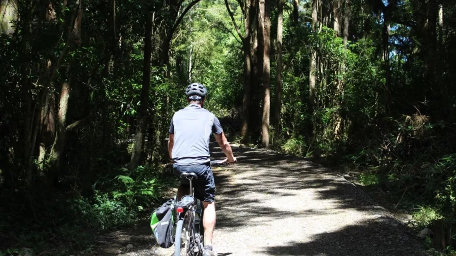 Cyclist riding through a forest trail on the Great Taste Trail with Kiwi Journeys