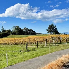 Vineyard landscape in Moutere during autumn along Great Taste Trail