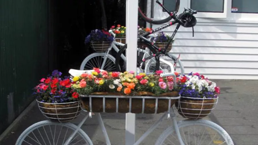 Decorative bike stand with flowers outside Nelson Cycle Hire