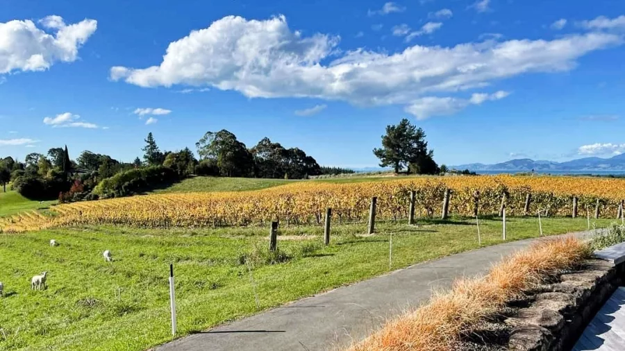 Vineyard landscape in Moutere during autumn along Great Taste Trail