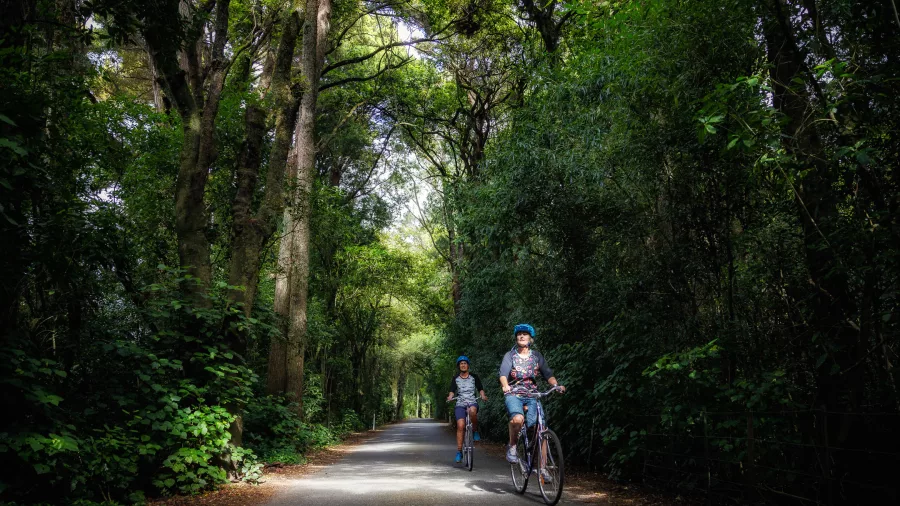 Cyclists on Motueka River West Bank Road under native forest