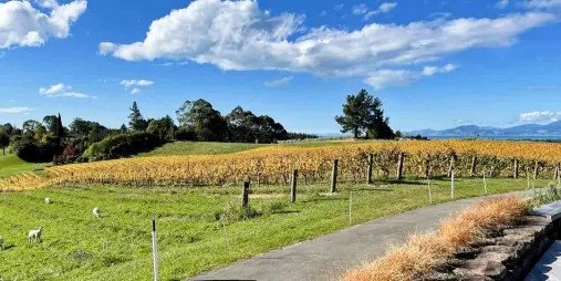 Vineyard landscape in Moutere during autumn along Great Taste Trail