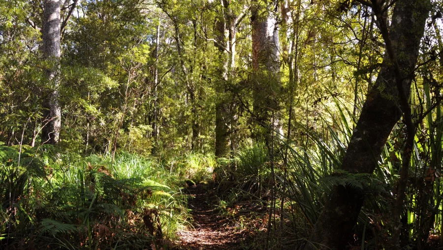Native bush track surrounded by dense forest vegetation in Puketi Forest, Bay of Islands