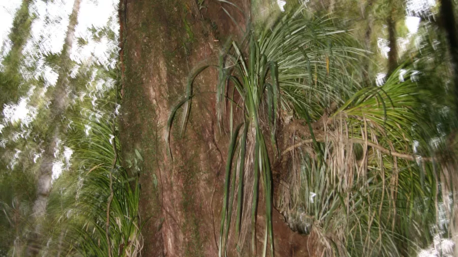 Close-up of a mossy kauri tree and native plants during a night walk in Puketi Forest