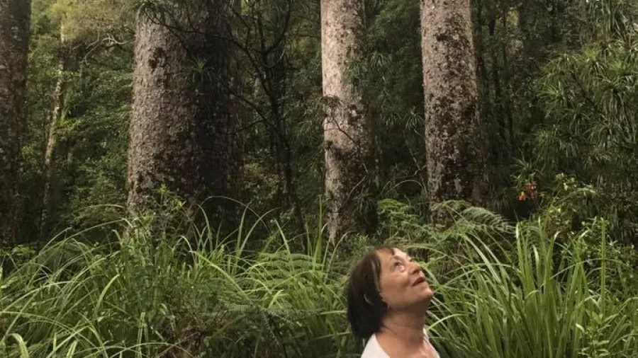 Woman gazing up at towering kauri trees during a forest stop on a Bay of Islands tour