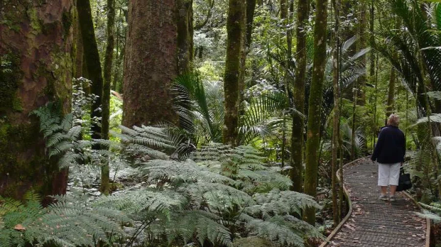 Person walking along a forest boardwalk surrounded by tall kauri trees in Northland