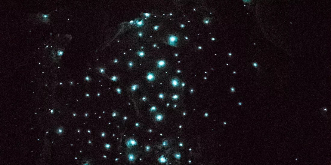 Glowworms glowing on the cave ceiling during a Bay of Islands Tours cave experience