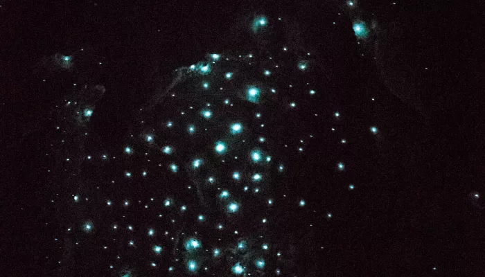 Glowworms glowing on the cave ceiling during a Bay of Islands Tours cave experience