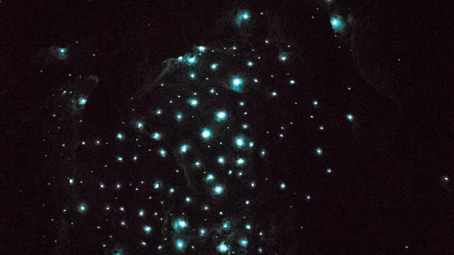 Glowworms glowing on the cave ceiling during a Bay of Islands Tours cave experience