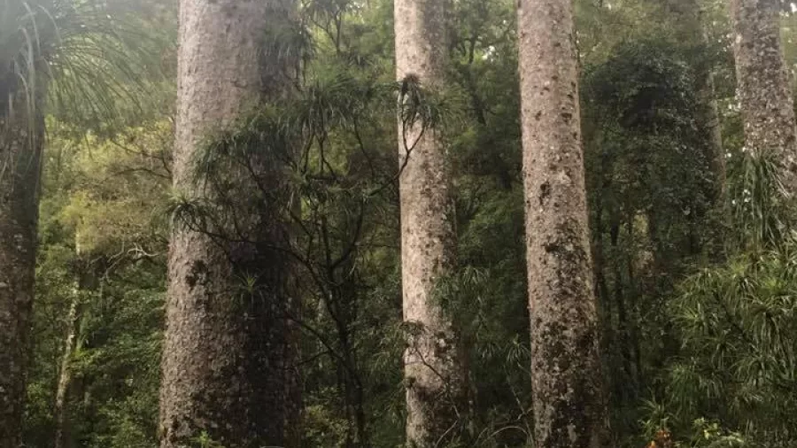 Woman looking up at towering kauri trees during a forest visit in the Bay of Islands