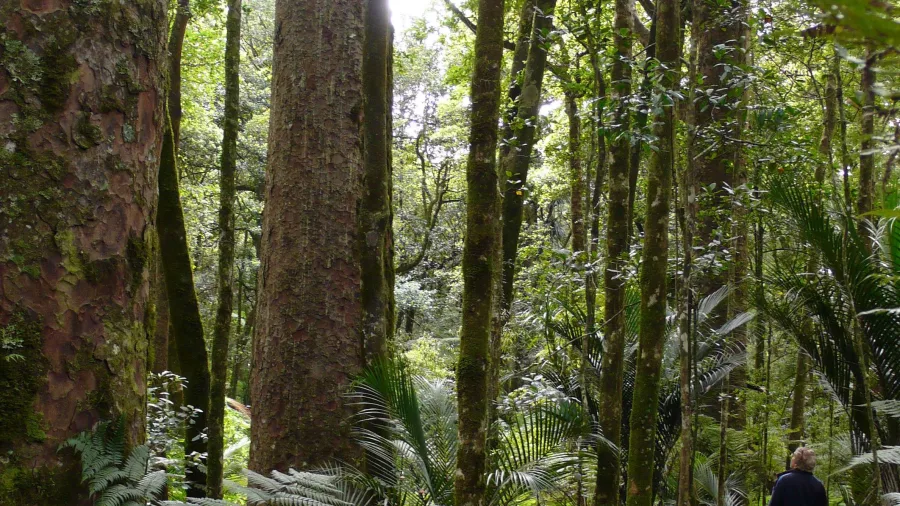 Visitor walking along a forest boardwalk through towering kauri trees in the Bay of Islands