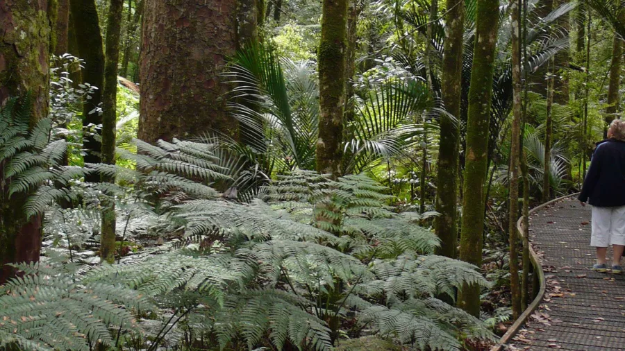 Woman walking along a forest boardwalk surrounded by ferns and kauri trees in Northland
