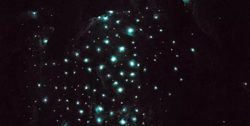 Glowworms glowing on the cave ceiling during a Bay of Islands Tours cave experience