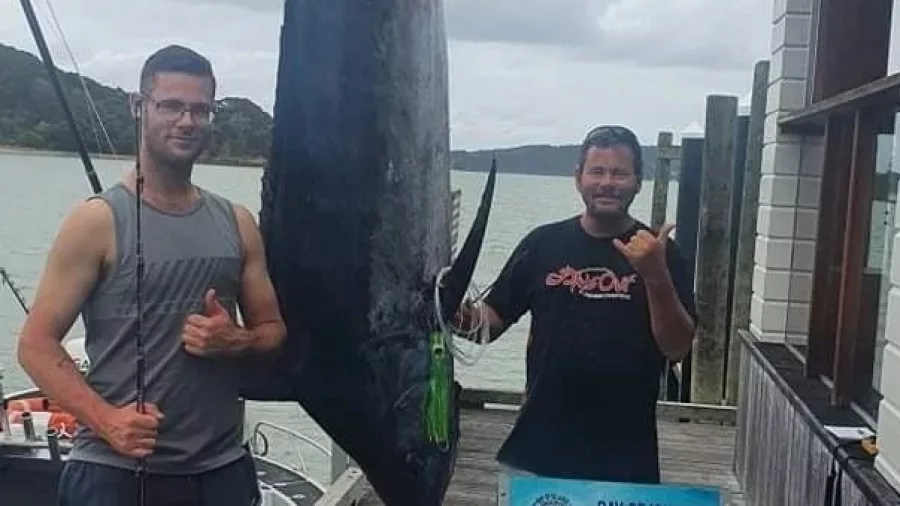 Two men posing beside a large blue marlin at the weigh-in station in the Bay of Islands