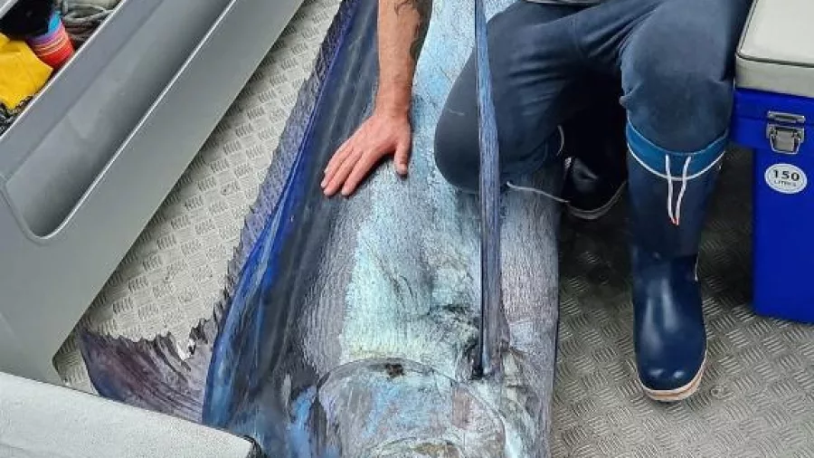 Man posing with a large marlin on a fishing boat in the Bay of Islands