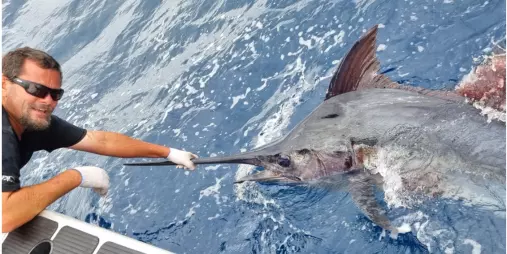 Man reaching over a boat to bring a marlin aboard in the Bay of Islands