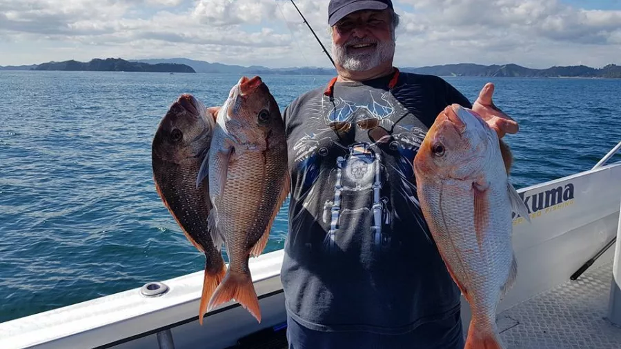 Man smiling and holding three snapper fish on a sunny day in the Bay of Islands