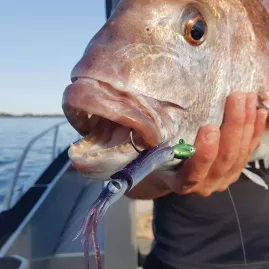 Close-up of snapper hooked on a purple squid lure during New Zealand fishing trip