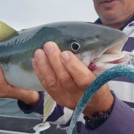 Close-up of a kingfish caught on a soft bait lure in New Zealand
