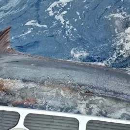 Large marlin swimming beside a fishing boat in the Bay of Islands