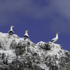 Three gannets perched on a rocky outcrop in Northland, New Zealand, against a deep blue sky.