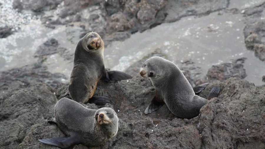 Three New Zealand fur seals resting on rocky terrain in the Bay of Islands, blending into their natural coastal habitat.