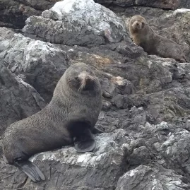 Two New Zealand fur seals resting on rocky shores in the Bay of Islands, blending into their natural habitat.