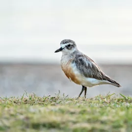A New Zealand Dotterel standing on the grassy shoreline, an endangered shorebird known for its sandy plumage and delicate features.