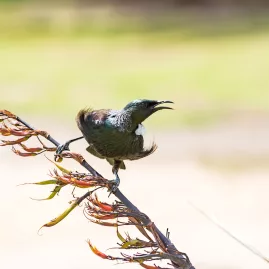 A Tui bird perched on a branch, showcasing its iridescent feathers and distinctive white throat tufts, native to New Zealand.