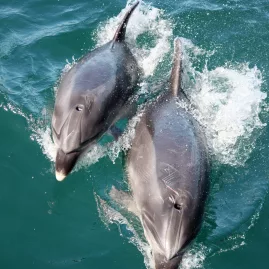 A pair of bottlenose dolphins swimming alongside a boat in the Bay of Islands, New Zealand, creating white splashes in the turquoise water.