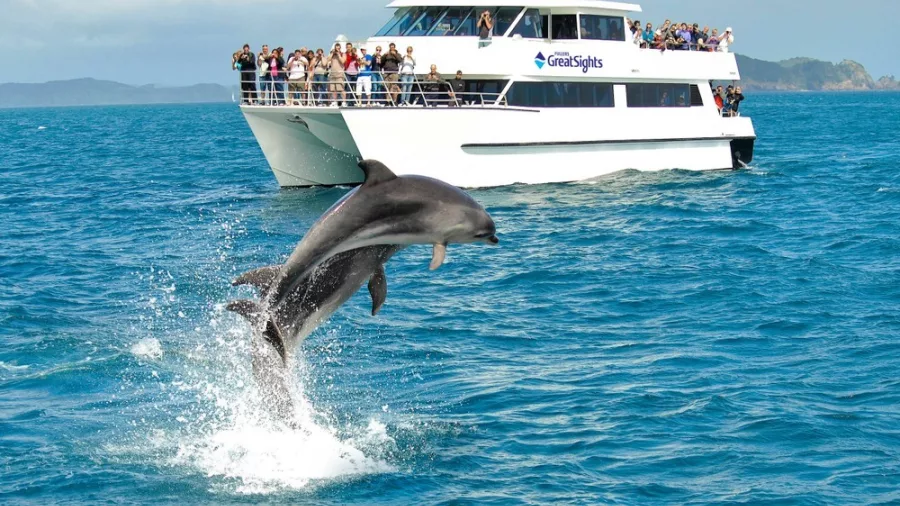 Dolphin Cruise Catamaran with Leaping Dolphin Bay of Islands New Zealand