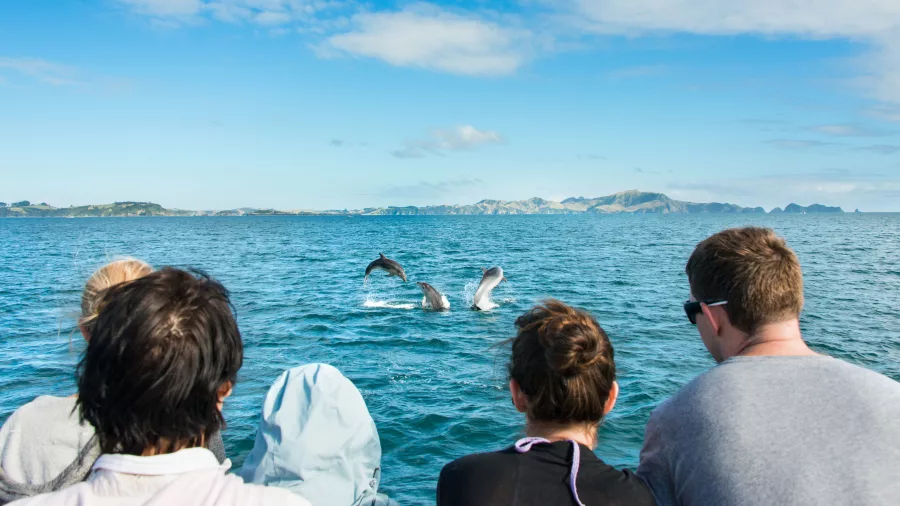 Tourists watching playful dolphins leap out of the water in the Bay of Islands, New Zealand.