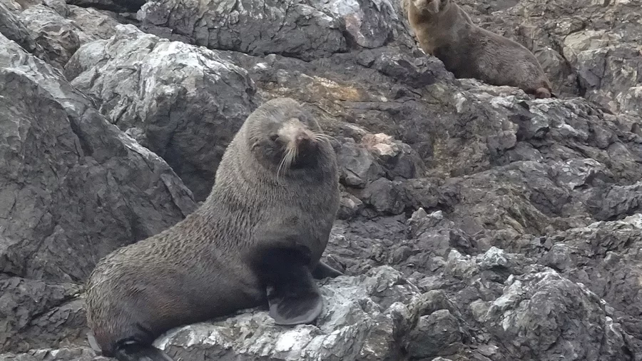 Two New Zealand fur seals resting on rocky shores in the Bay of Islands, blending into their natural habitat.