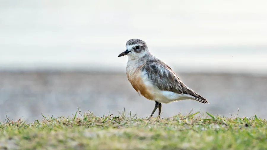 A New Zealand Dotterel standing on the grassy shoreline, an endangered shorebird known for its sandy plumage and delicate features.