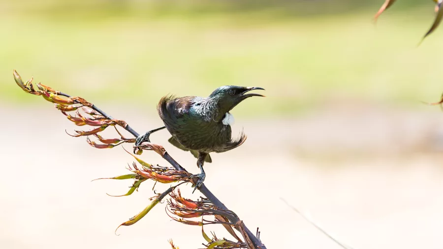A Tui bird perched on a branch, showcasing its iridescent feathers and distinctive white throat tufts, native to New Zealand.