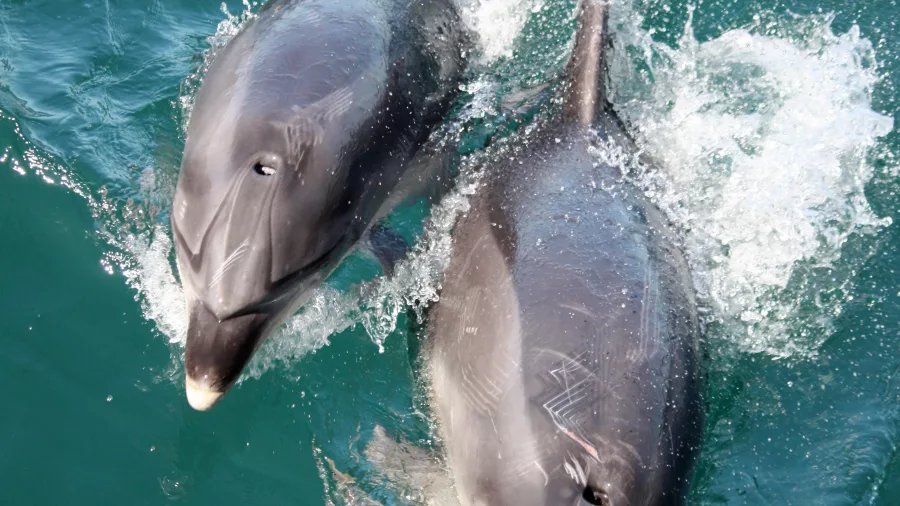 A pair of bottlenose dolphins swimming alongside a boat in the Bay of Islands, New Zealand, creating white splashes in the turquoise water.