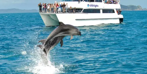 Dolphin Cruise Catamaran with Leaping Dolphin Bay of Islands New Zealand