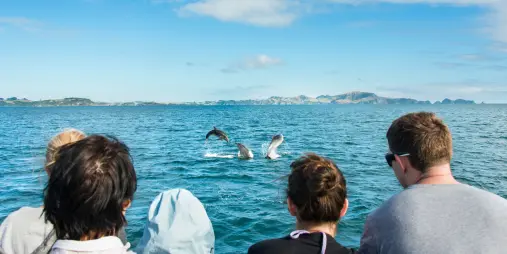 Tourists watching playful dolphins leap out of the water in the Bay of Islands, New Zealand.