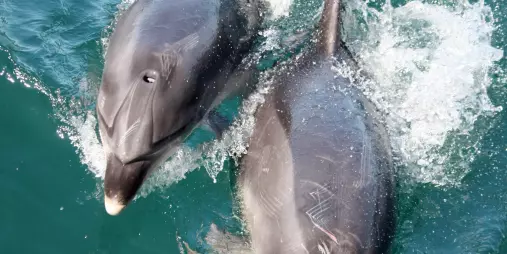 A pair of bottlenose dolphins swimming alongside a boat in the Bay of Islands, New Zealand, creating white splashes in the turquoise water.