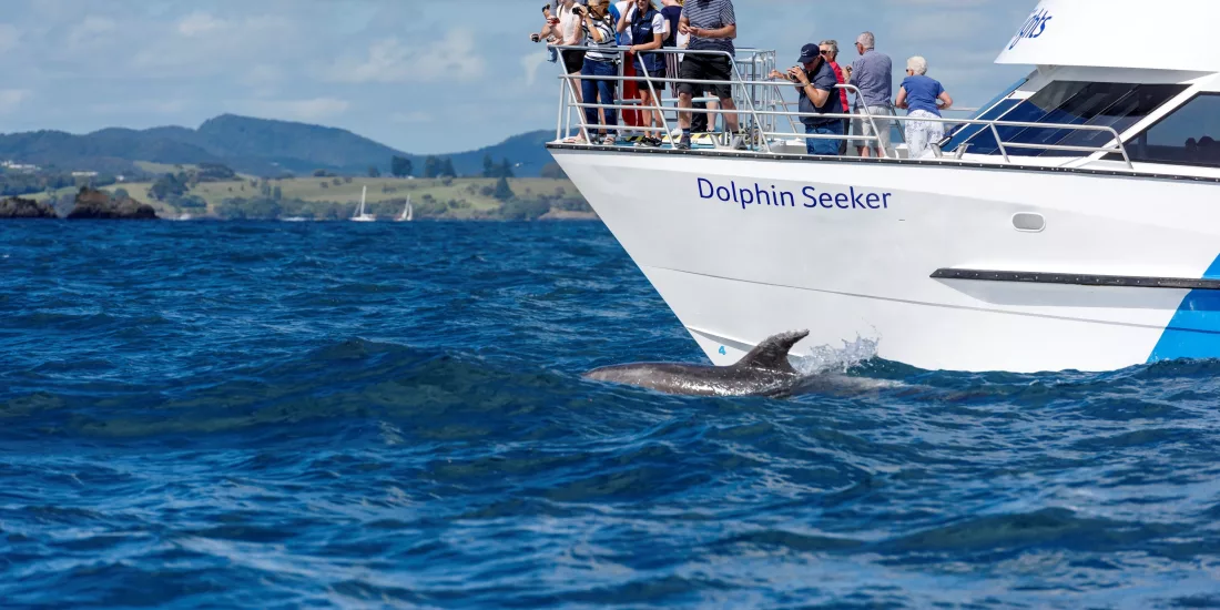 Tourists on the front deck of the Dolphin Seeker boat watching a dolphin swimming in the Bay of Islands, New Zealand.