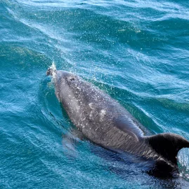 A bottlenose dolphin swimming in the clear blue waters of the Bay of Islands, New Zealand.
