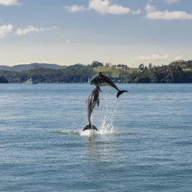 Two dolphins leaping out of the water in the Bay of Islands, New Zealand, against a backdrop of lush green hills.