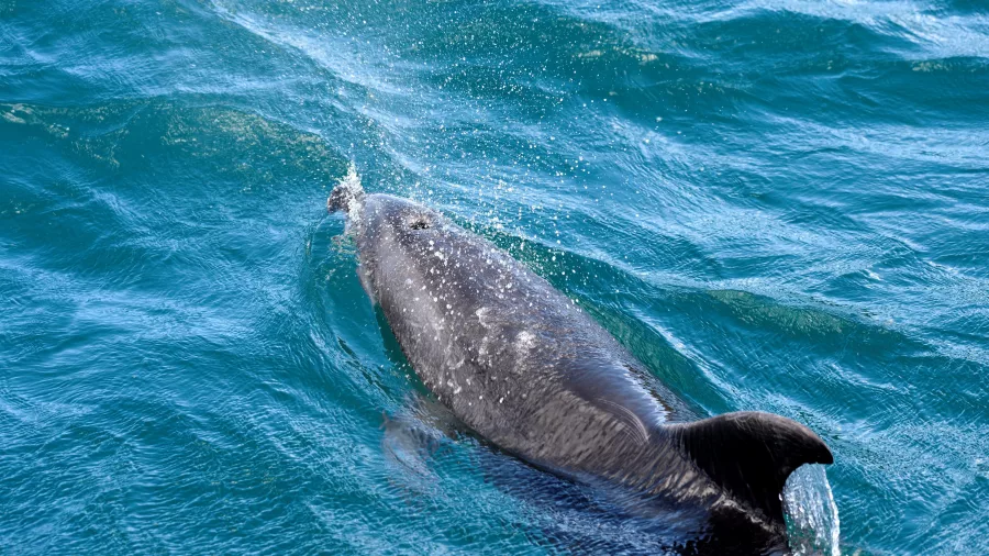 A bottlenose dolphin swimming in the clear blue waters of the Bay of Islands, New Zealand.