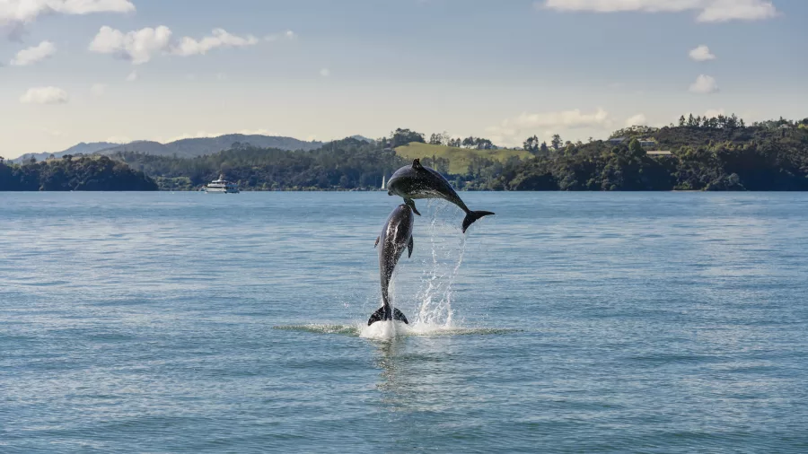 Two dolphins leaping out of the water in the Bay of Islands, New Zealand, against a backdrop of lush green hills.