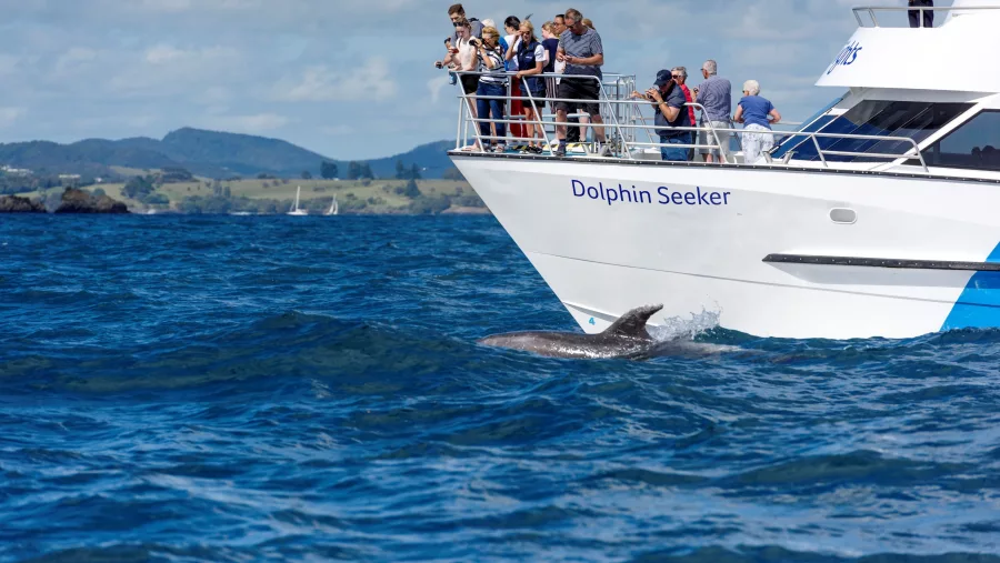 Tourists on the front deck of the Dolphin Seeker boat watching a dolphin swimming in the Bay of Islands, New Zealand.